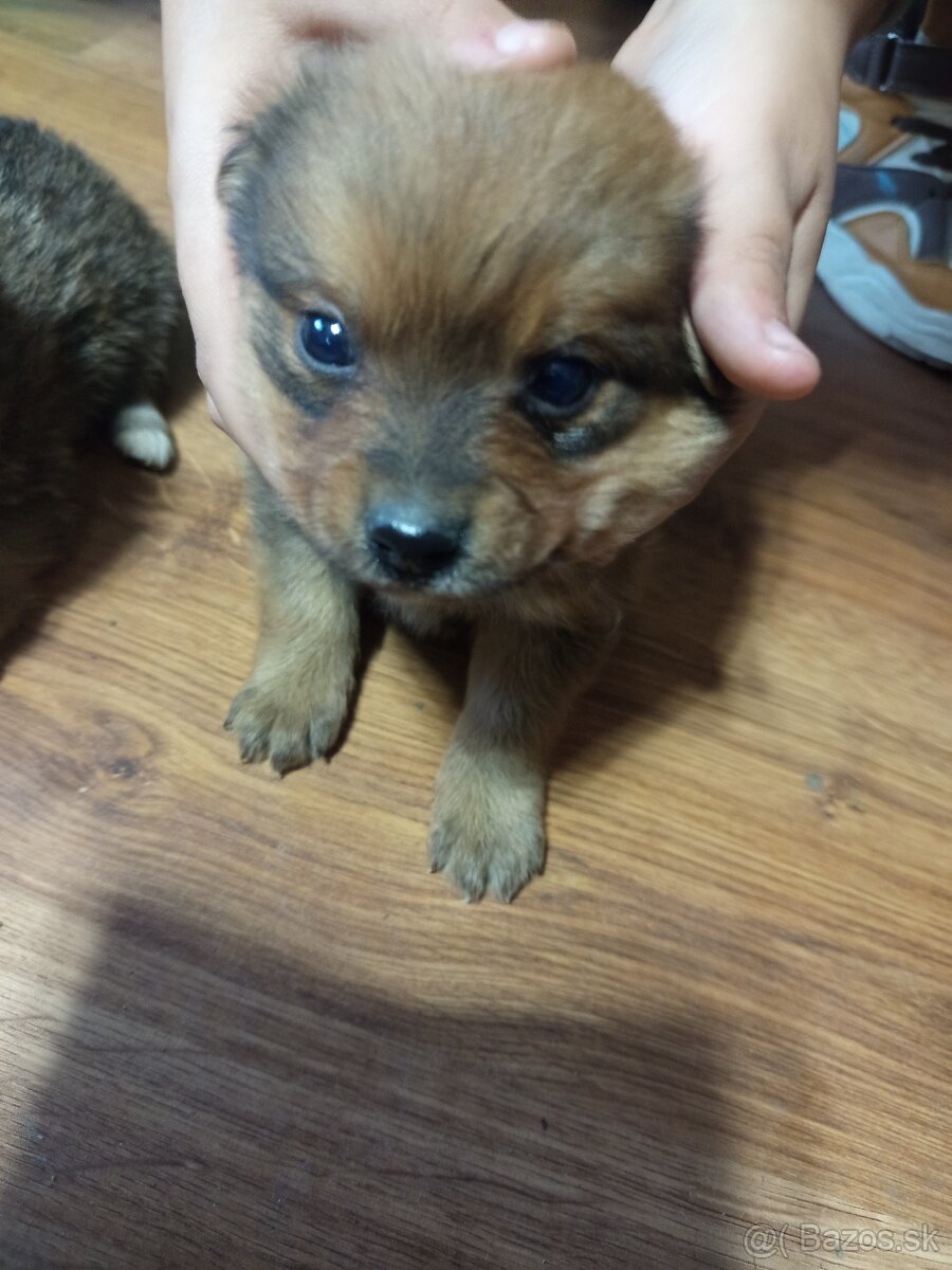 Predám 3 psoch - 5