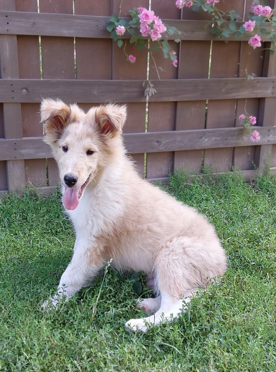 Kólia dlhosrstá s PP - 5