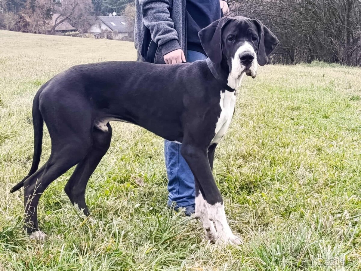 Nemecka doga štěně - 5