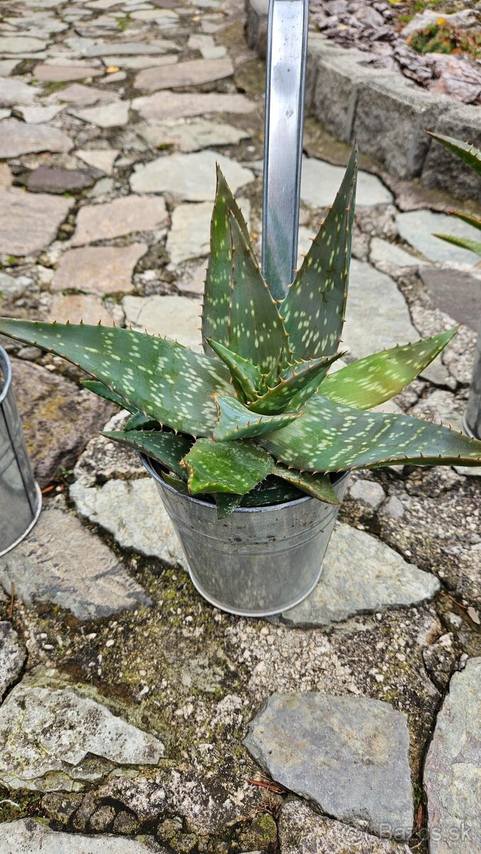 predám rastliny aloe vera - 5