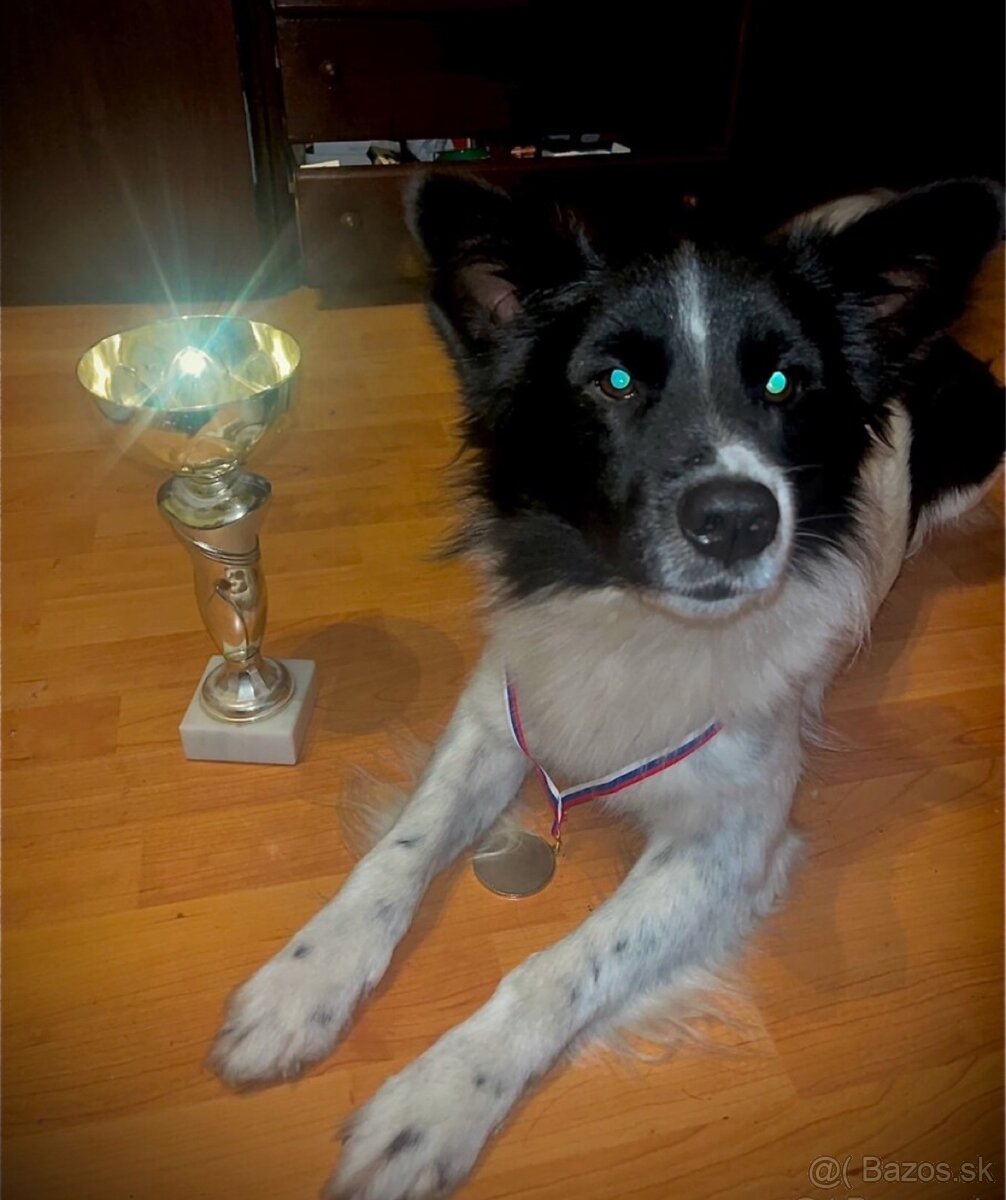 Šteniatka Border Kólia - 5