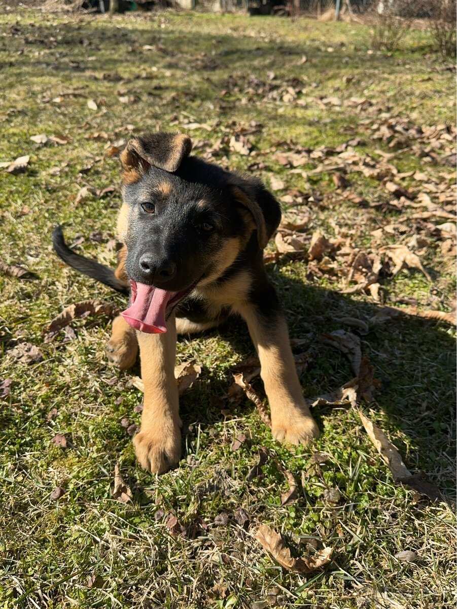 Nemecky ovčiak kríženec - 5