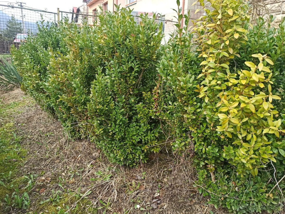 Predám kríky krušpánu vždyzeleného - 5