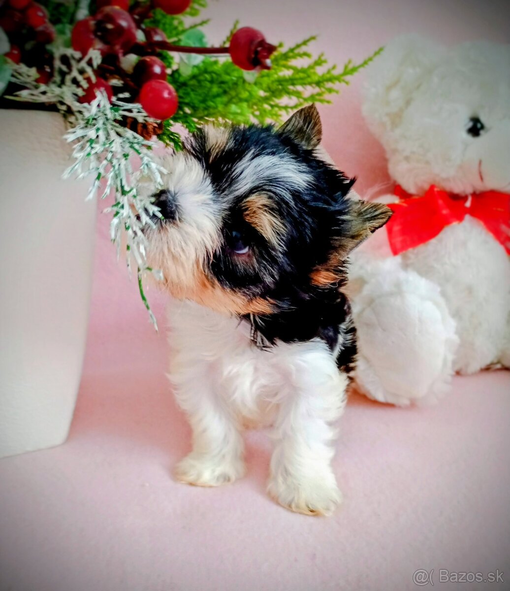Yorkshir teriér biewer mini fenočka - 5