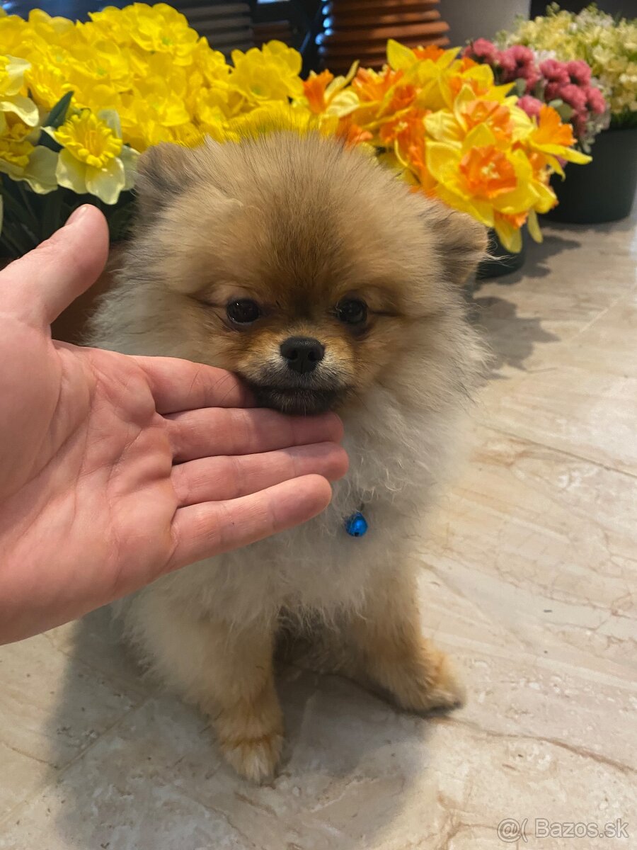 Pomeranian Fci s PP - 5