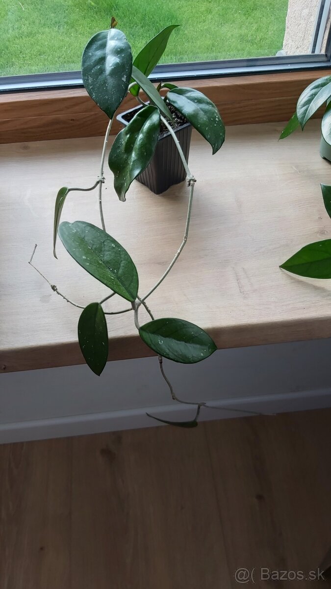 Hoya carnosa, hoja - voskovka - 5
