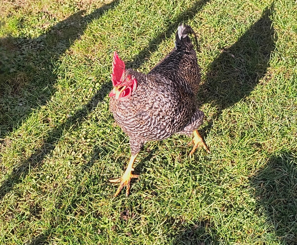 Predám kohútiky - 5