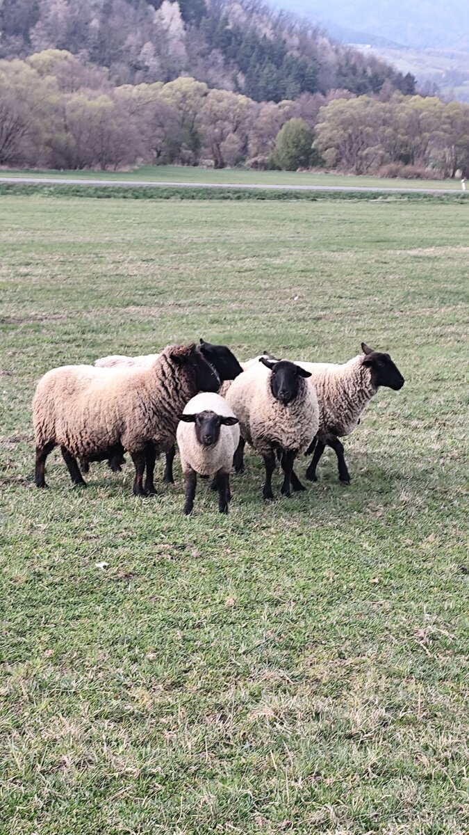 Predám 2 jahnicky - 5