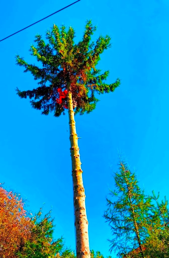Rizikové Pílenie (orez, výrub) nebezpečných stromov - PO, KE - 5