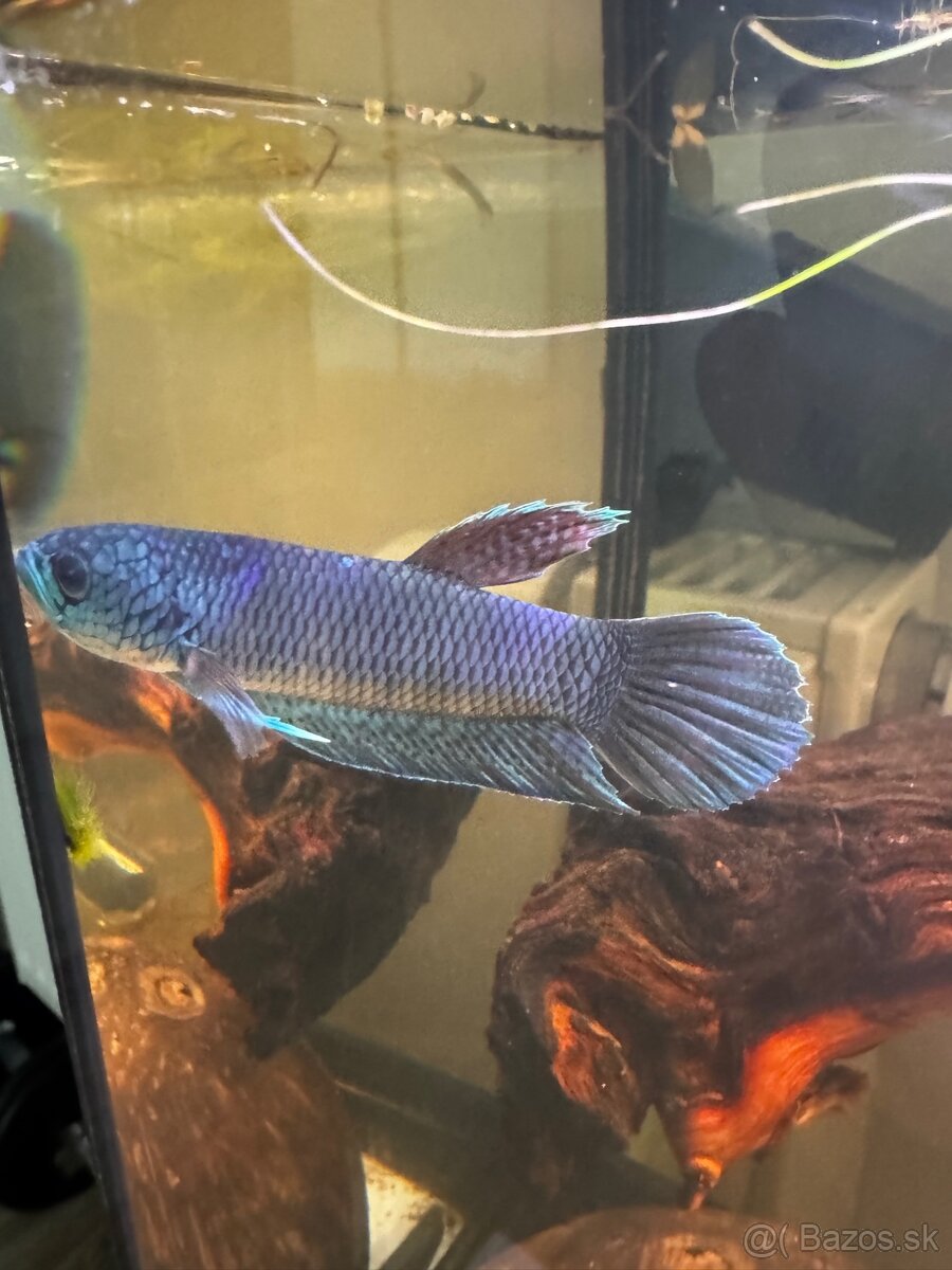 Betta Antuta - 5