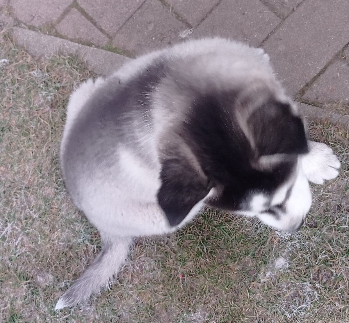 šteniatka Sibírsky Husky - 5