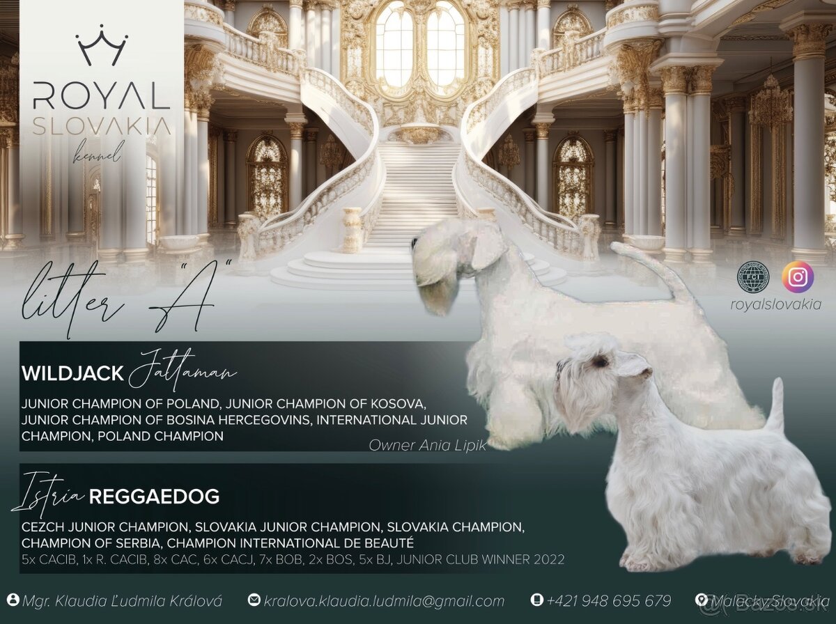 Sealyham Terrier šteniatka s PP - 5