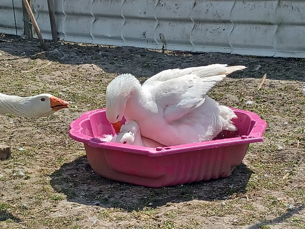 Husí slovenské biele a Chomogor - 5