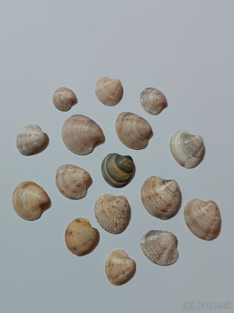 Dekoračné mušle - 5