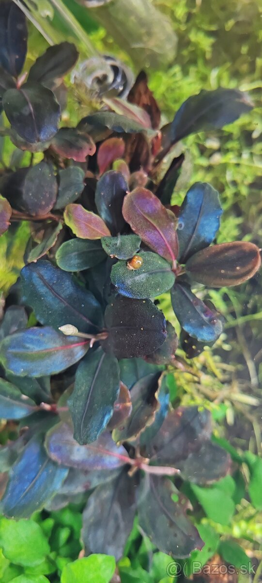 Akvarijné rastliny - 5