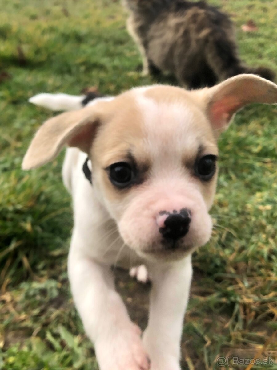 Darujem šteniatko - 5