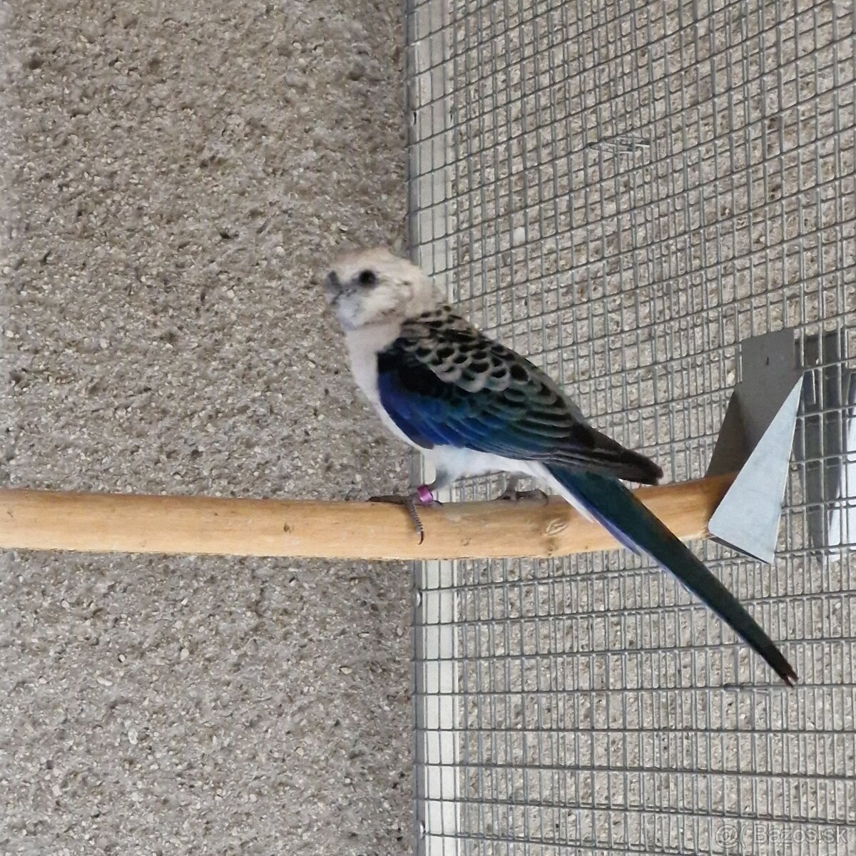 1.0 modry/opalin - 5