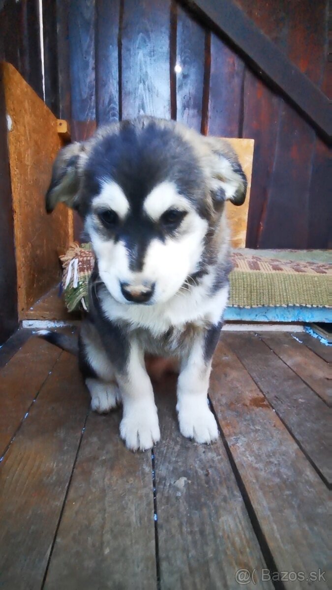 Šteniatka krížence - 5