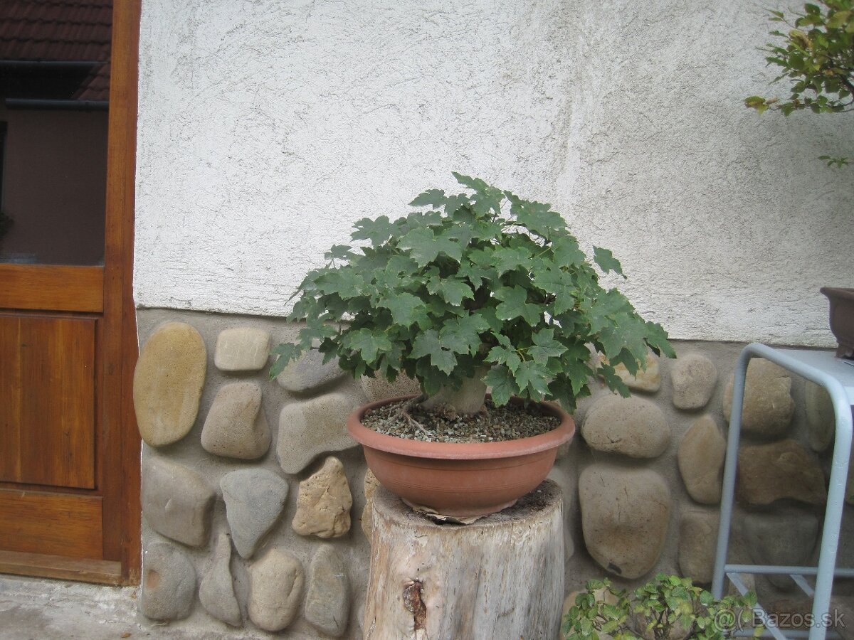 bonsai,bonsaj-DUB 6 - 5