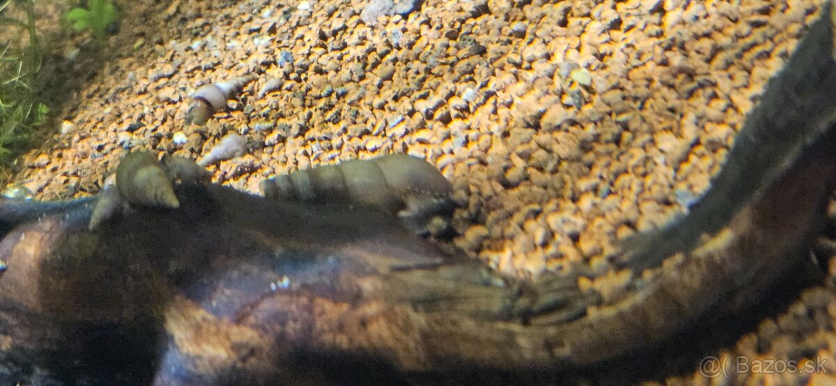 Vežovka malajská - 5