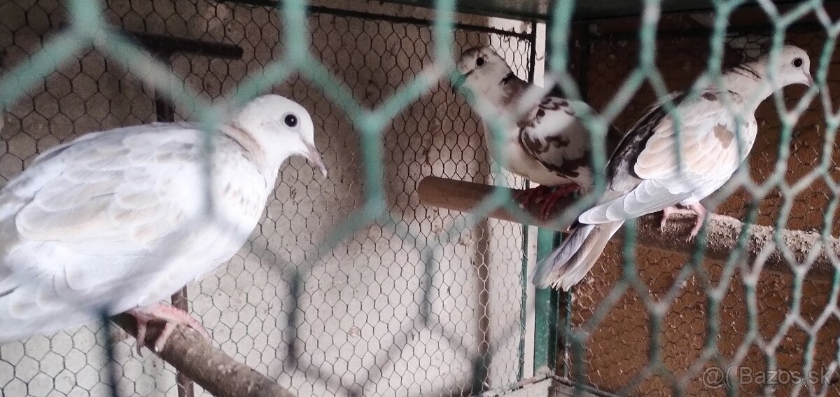 Predám chichotavé hrdličky : - 5