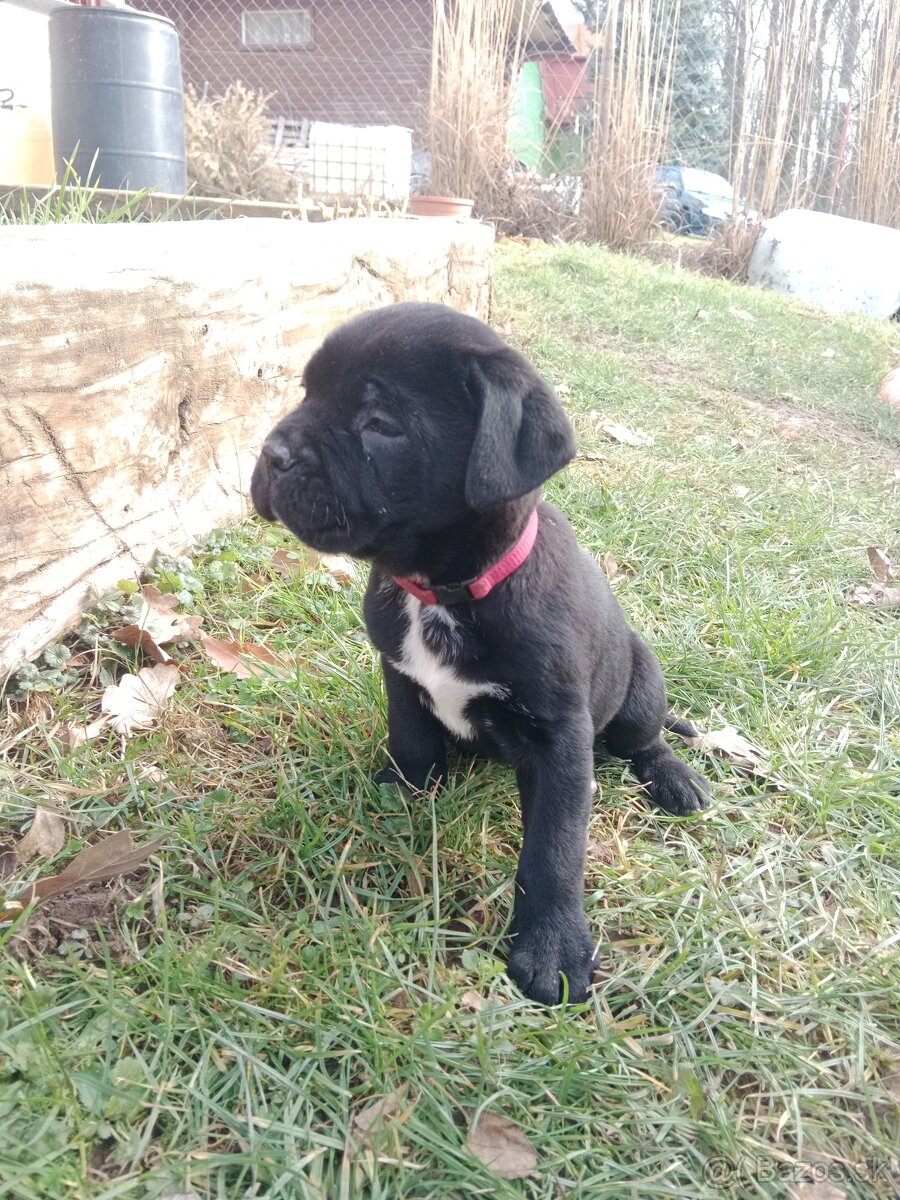 Cane Corso - 5