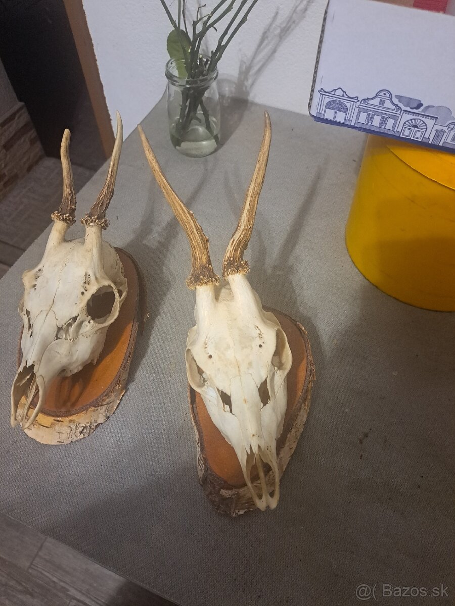Polovnícké trofeje - 5