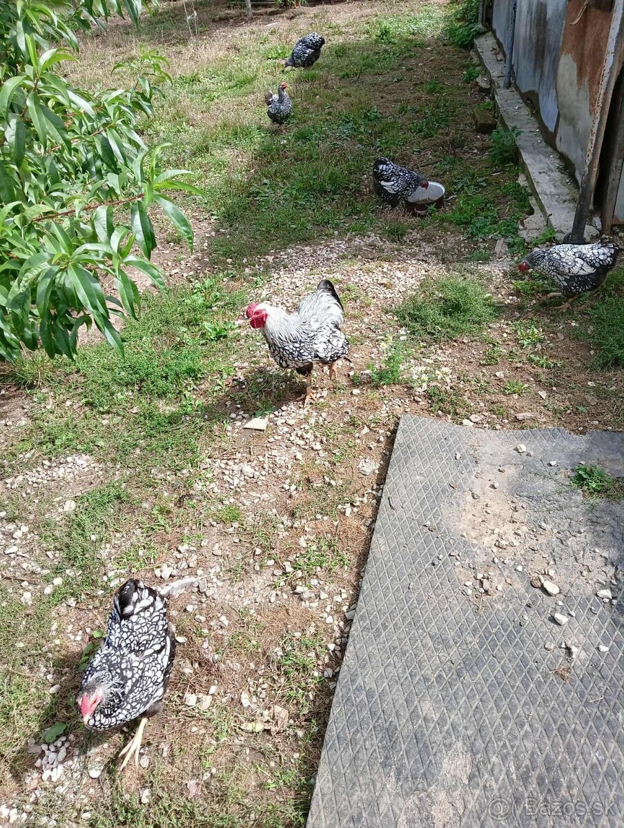 Wyandotka zdrobnela čiernolemovaná - 5