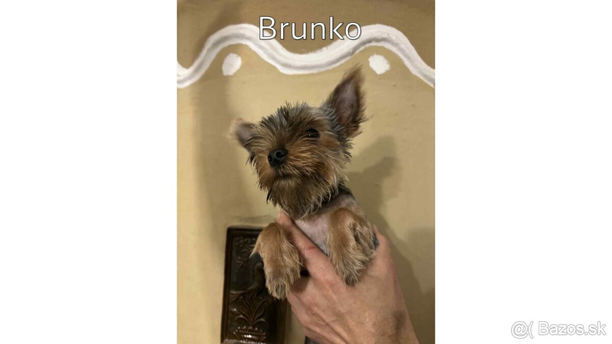 Baricsfarma ponúka na predaj yorkshirských teriérov - 5