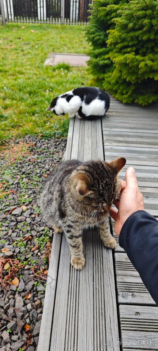 Darujem maciatko / maciatka - 5