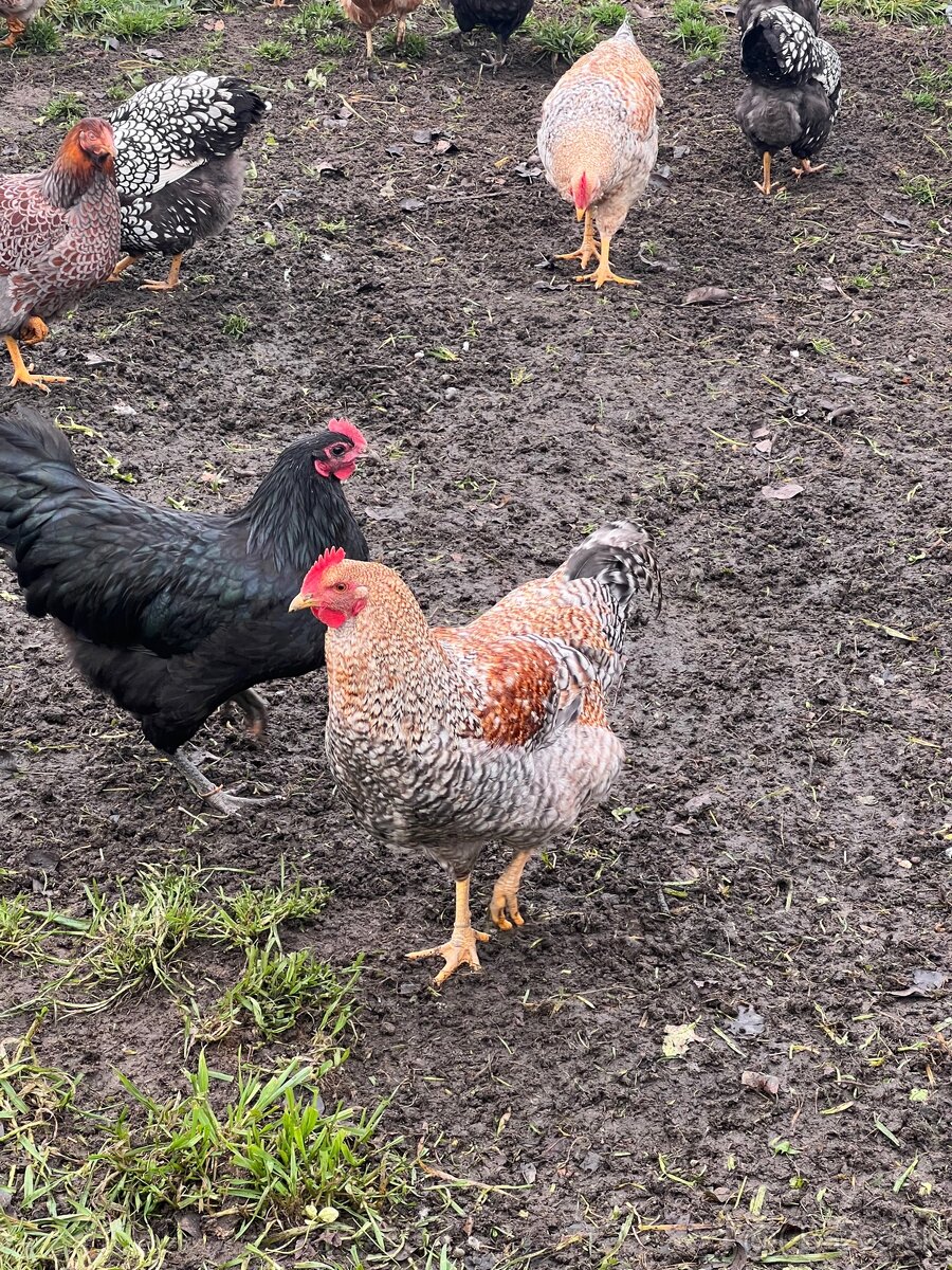 Predám kohútov - 5