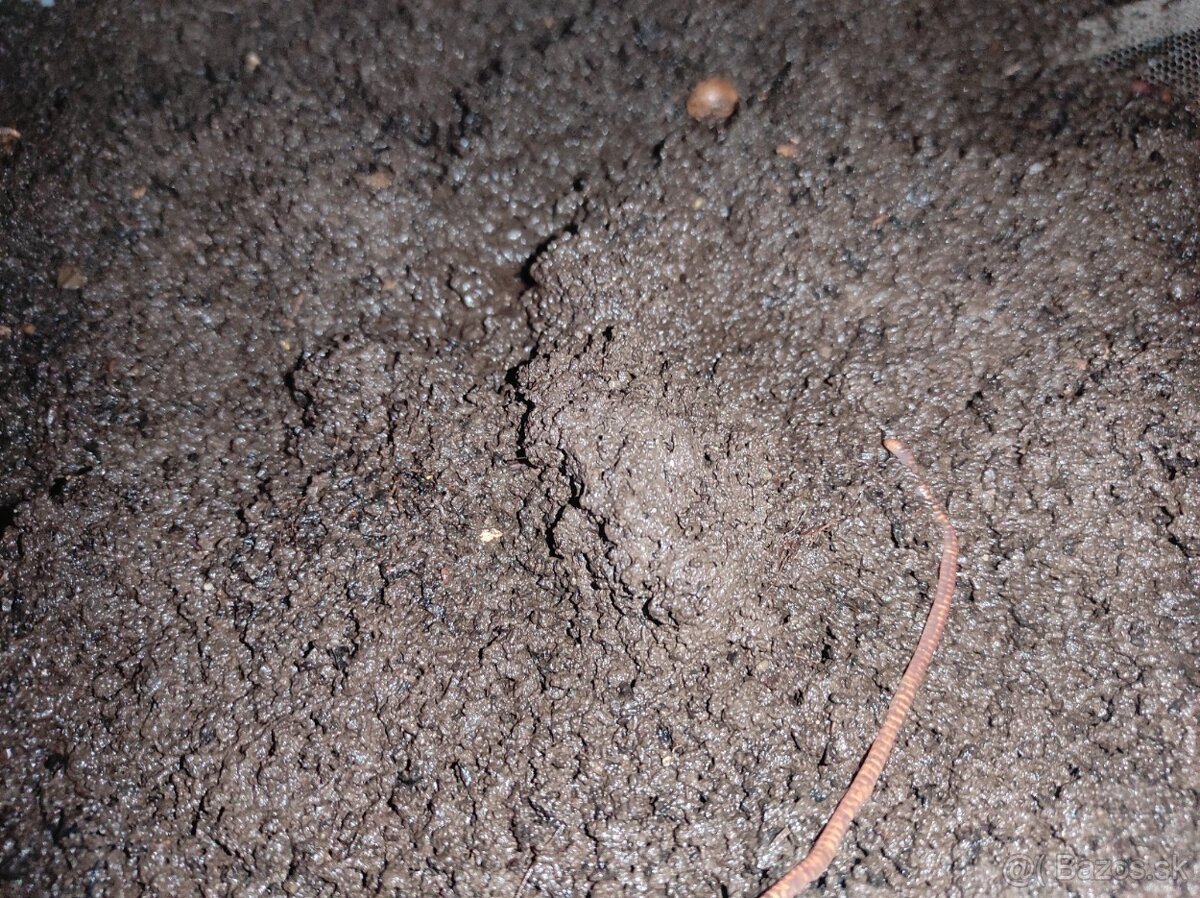 Predám pravý čerstvý dažďovkový mok ako hnojivo - 5