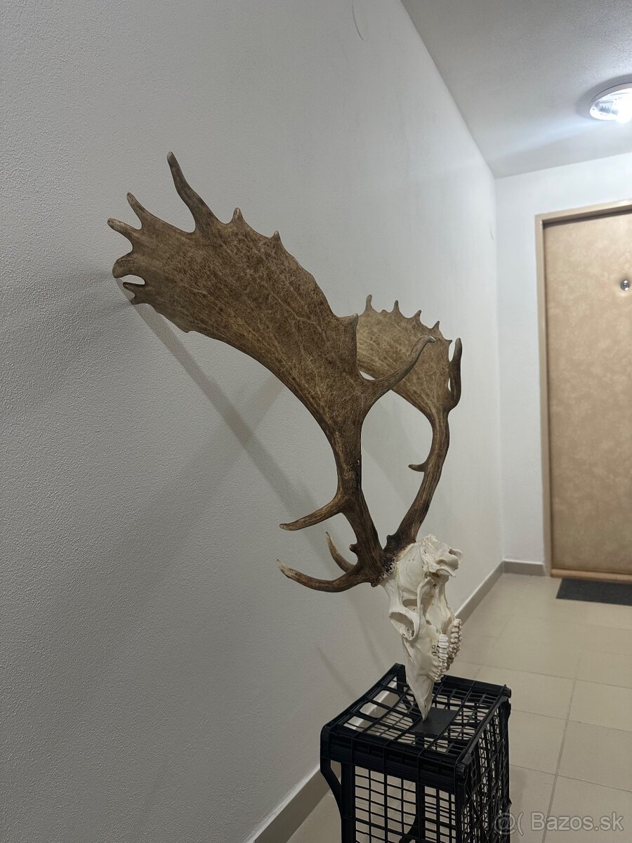 Danielia trofej , trofeje ,parožie ,parohy,Daniel - 5