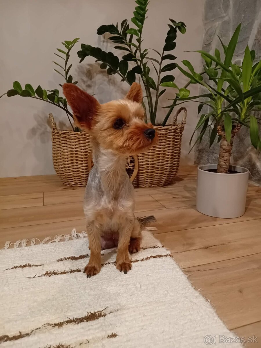 Yorkshire teriér - 5