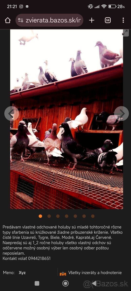 Poštovné holuby - 5