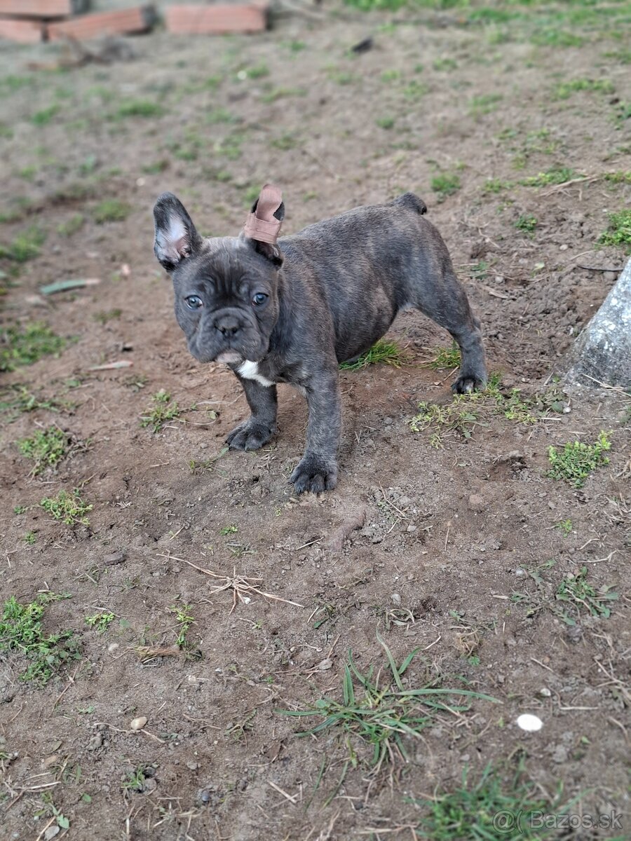 Francúzsky buldoček modrý - 5