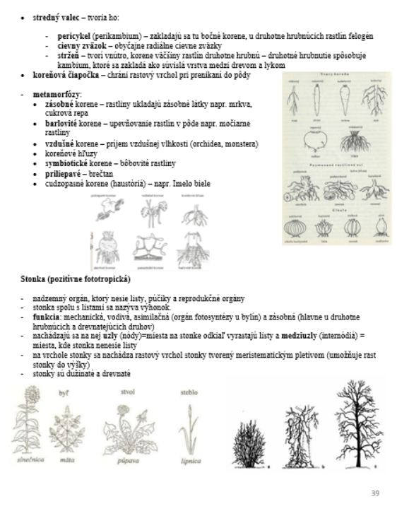 Poznámky na maturitu z biológie/prípravu na VŠ - 5