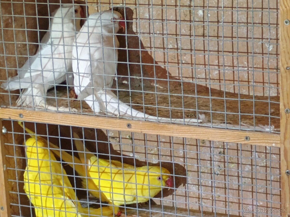 Predam alexander maly - 5