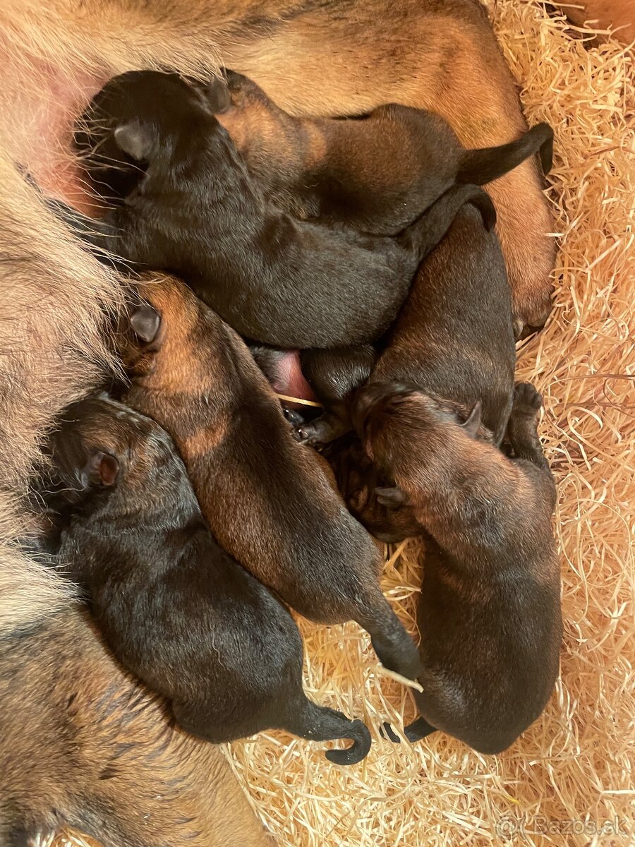 Nemecký ovčiak s PP - 5