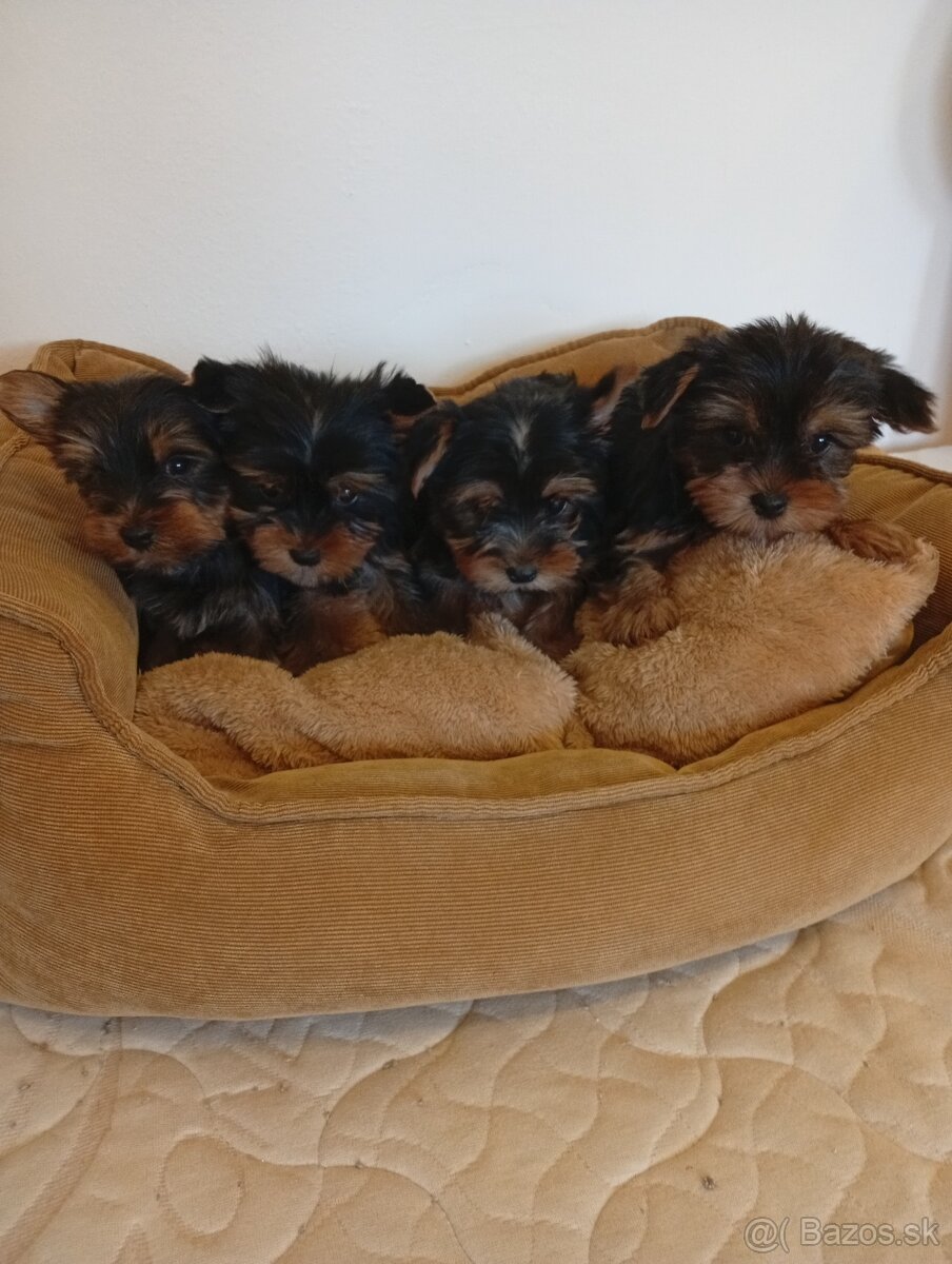 Yorkshire teriér Yorkshir - 5