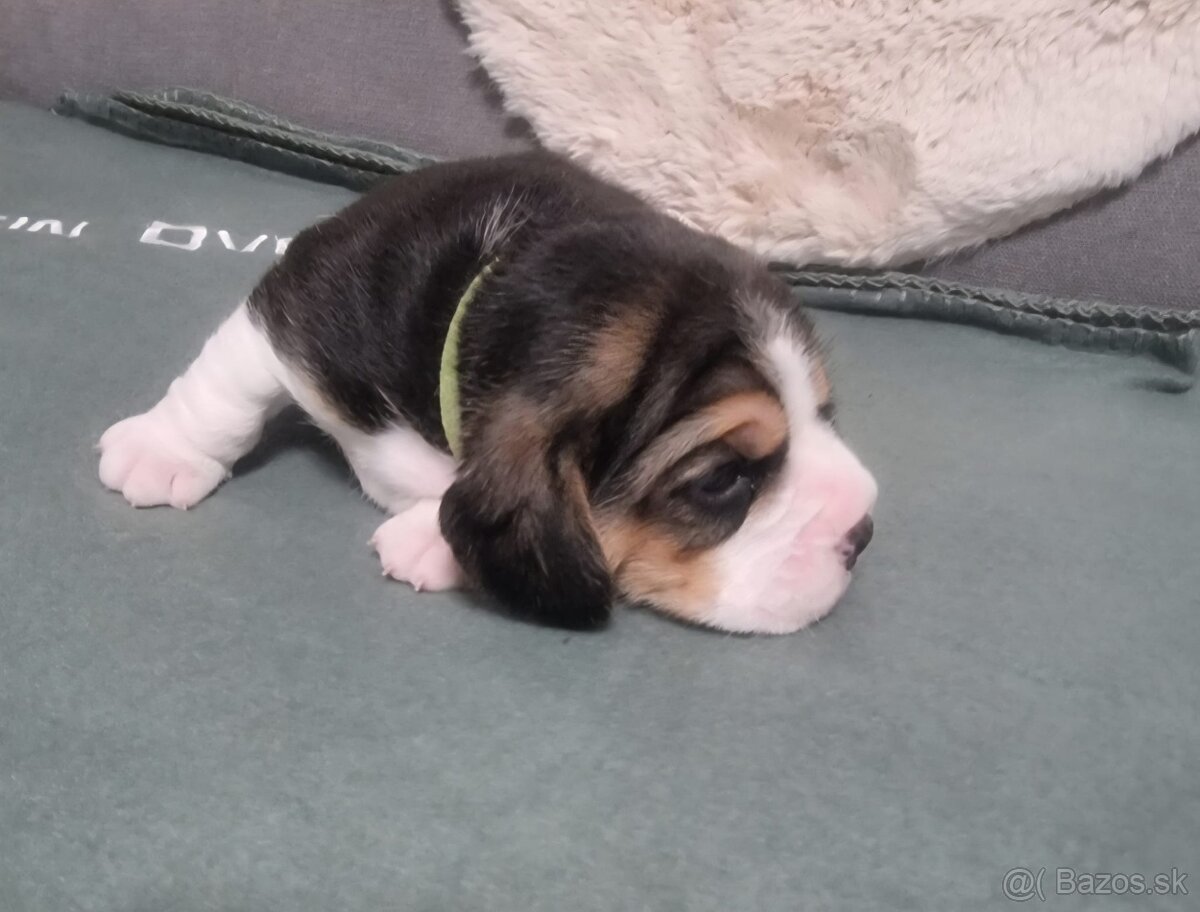 Šteniatka bígel, beagle - 5