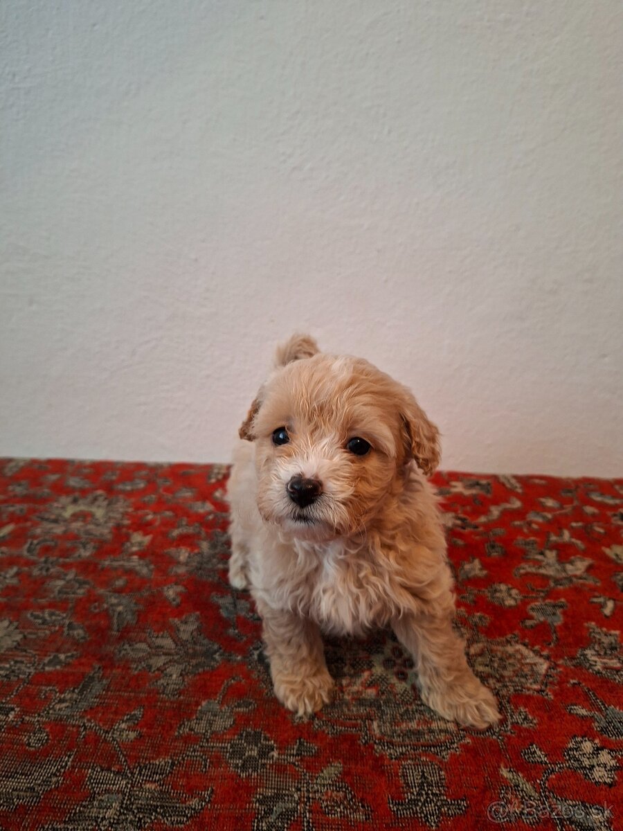 Maltipoo - 5