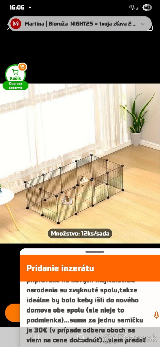 Hladkosrsté morča - 5