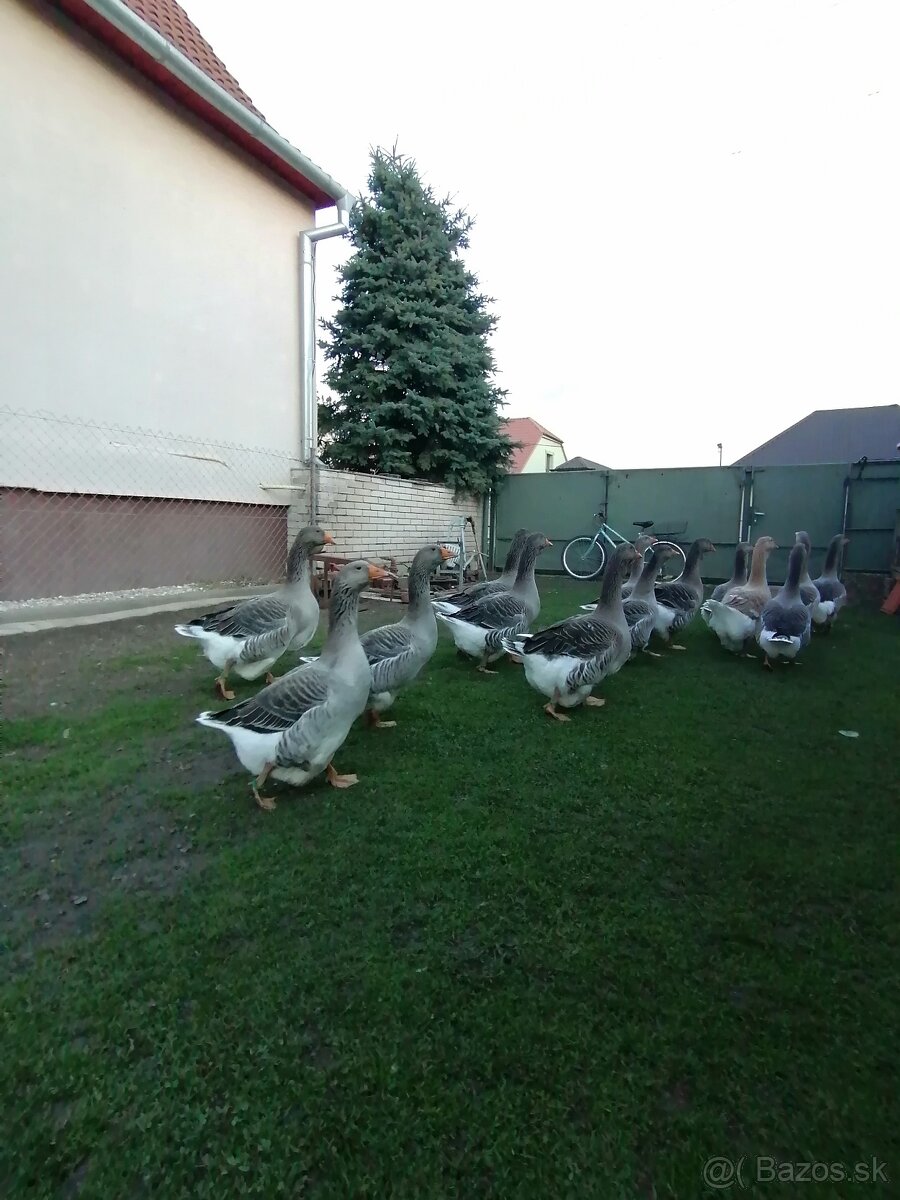 Husy landenske a tuluzske - 5