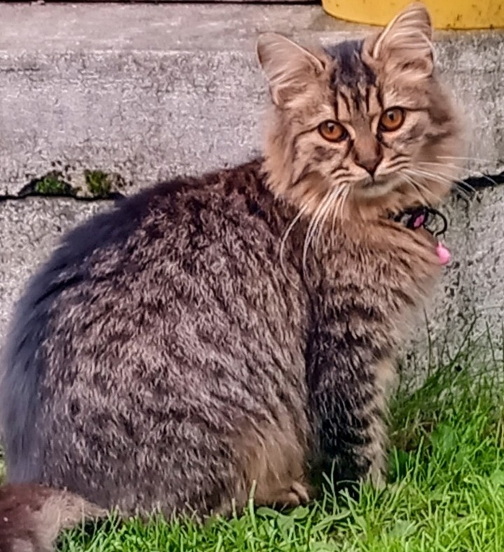 Mainská myvália - 5