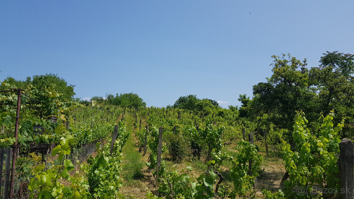 Predám dva vinohradnícke domy s pozemkami medzi vinohradmi p - 5