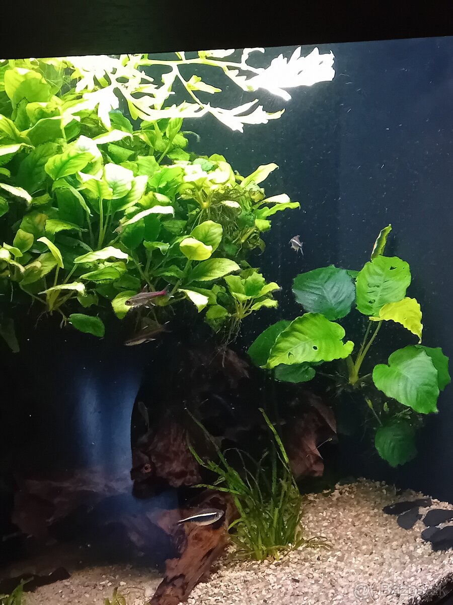 Rohové akvárium - 5