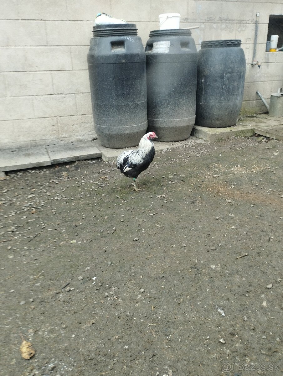 Araucana araukana - 5