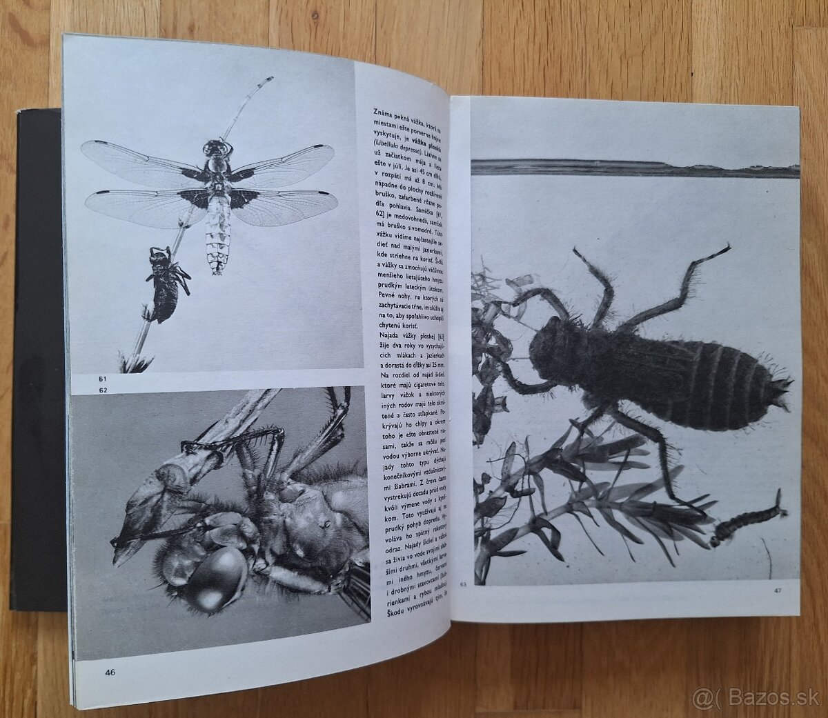 Velky obrazovy atlas hmyzu - 5