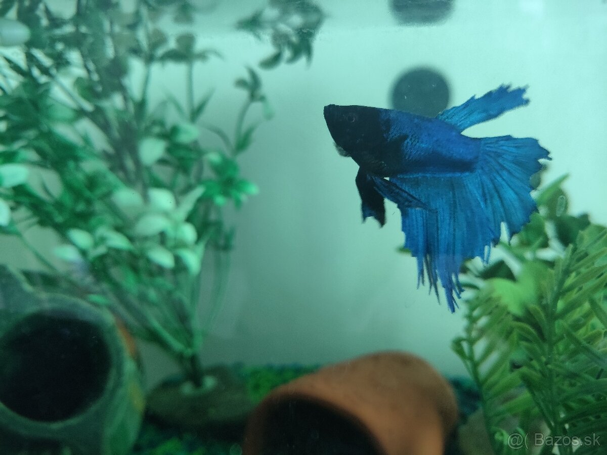 Akvárium s rybkou - 5